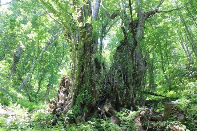 権現山の大カツラ