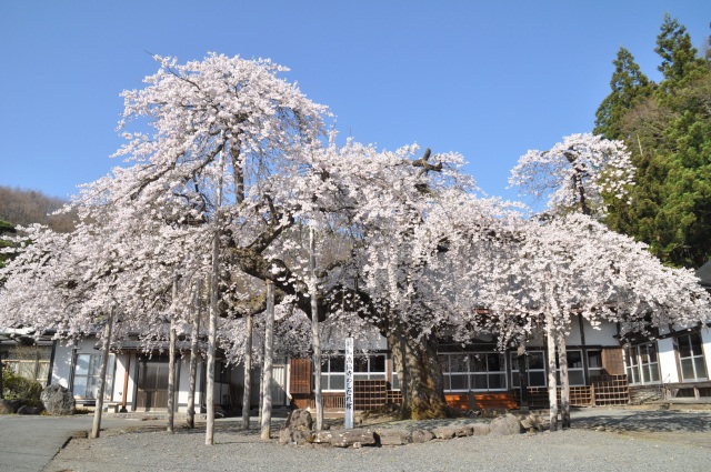高仙寺のしだれ桜
