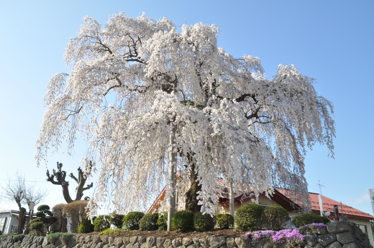 権現堂のしだれ桜 振袖桜 観光スポット やまがたへの旅 山形県の公式観光 旅行情報サイト