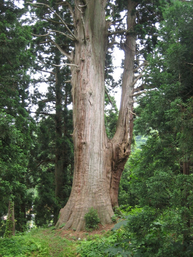 角川の大杉