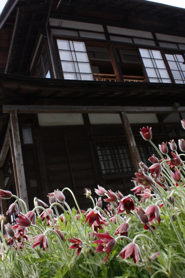 敷地内に咲く翁草は５月中旬が花の見ごろ
