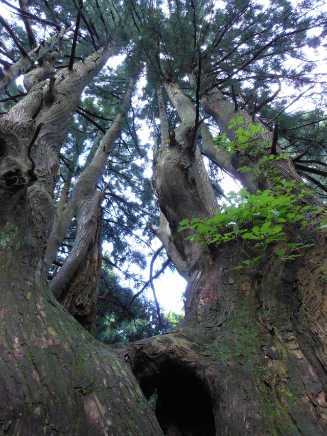神秘的な空間が広がり、一帯に広がる巨木の雄大さ