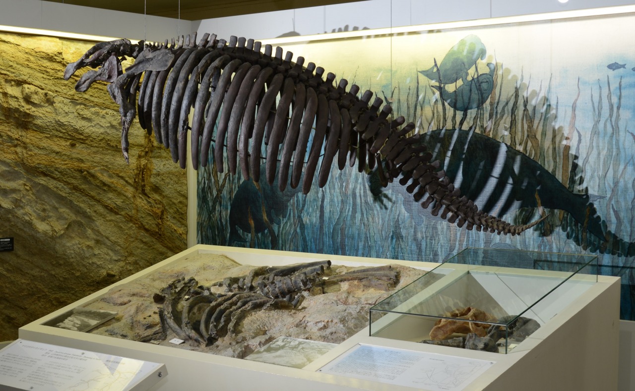 山形県立博物館 世界で唯一のヤマガタダイカイギュウ化石！