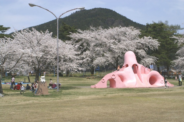 舞鶴公園桜のライトアップ