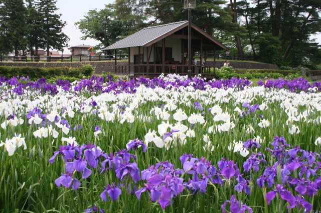 Nagai Ayame Park