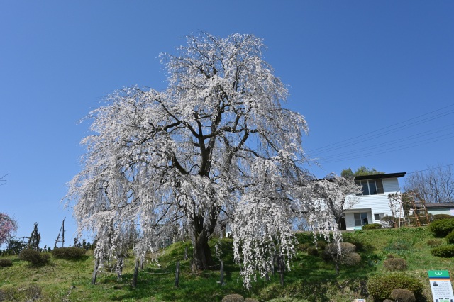 双松公園