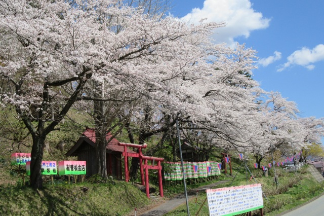 愛宕山　桜