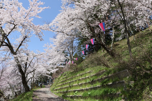 愛宕山　桜