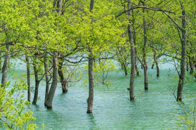 白川池湖岸公園