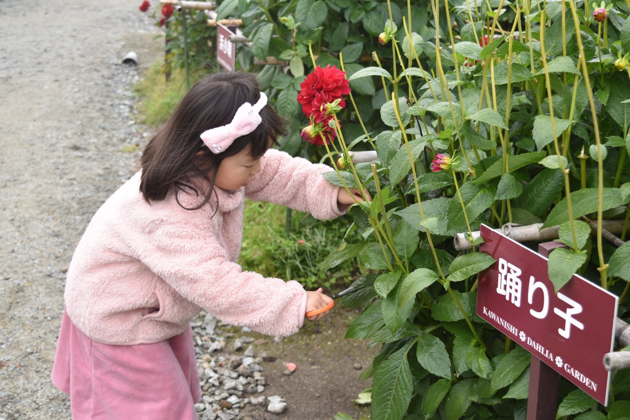 ダリア切り花収穫デー イベント やまがたへの旅 山形県の公式観光 旅行情報サイト