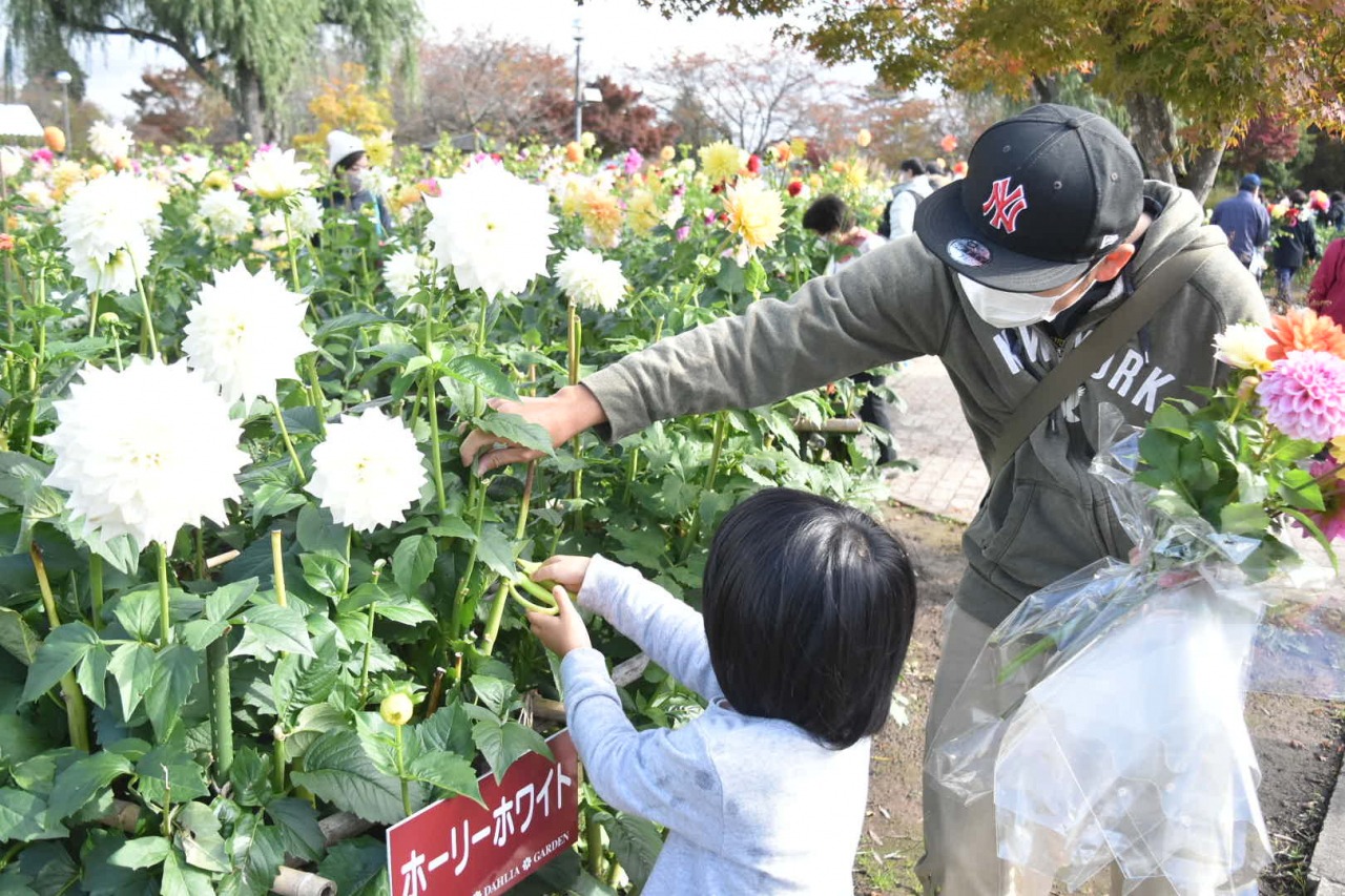 ダリア切り花収穫デー イベント やまがたへの旅 山形県の公式観光 旅行情報サイト