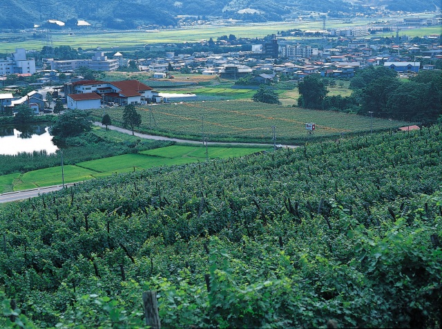 Takeda Winery