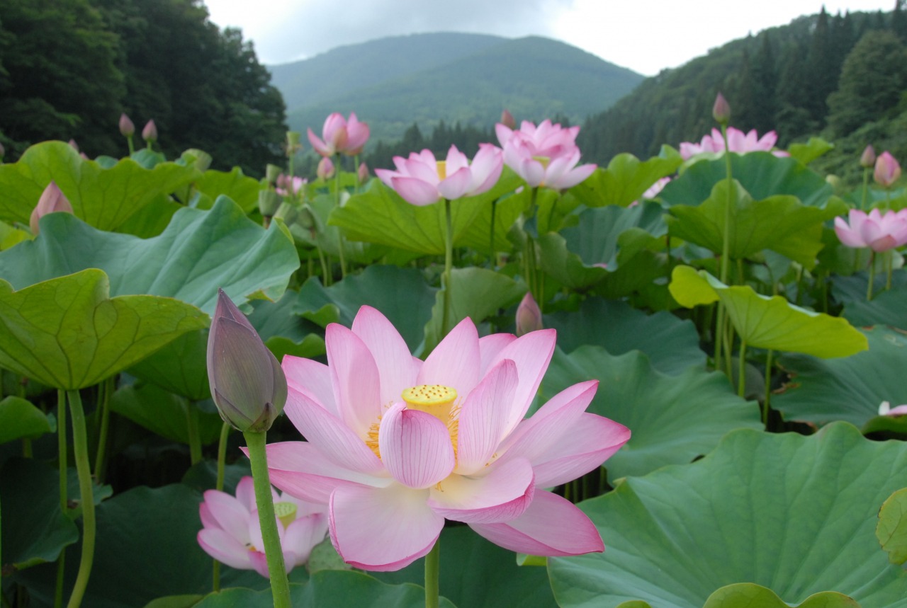 御所の水公園 ハスの花畑 観光スポット やまがたへの旅 山形県の公式観光 旅行情報サイト