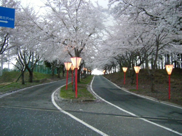 徳良湖の桜回廊