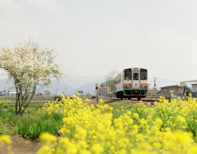 Flower Nakai Line and Okitama Sakura Corridor