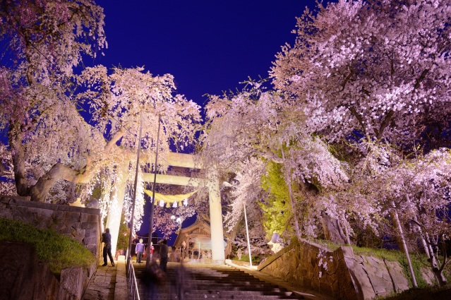 烏帽子山公園鳥居と夜桜(南陽市)