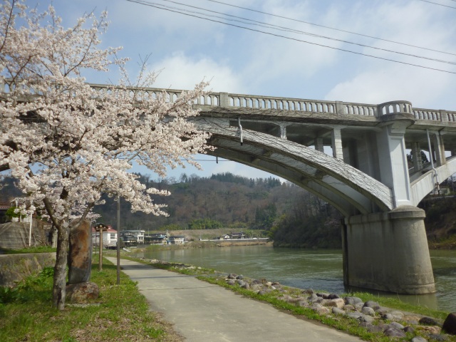 最上川河畔（桜）