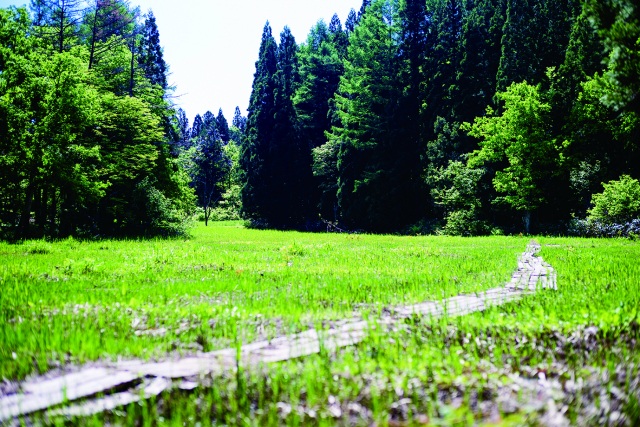 手倉森湿原