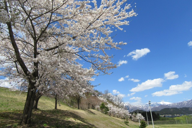 最上西公園の桜