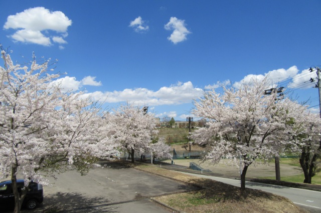 最上西公園の桜