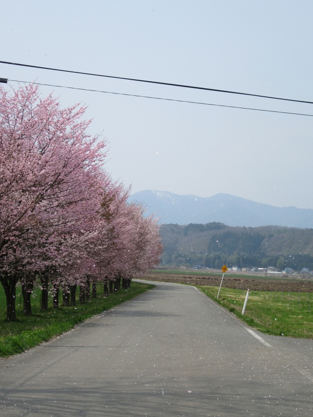 前森高原の桜
