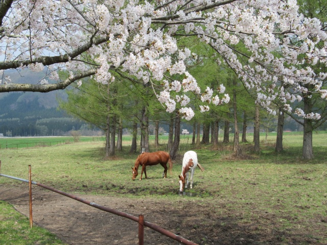 前森高原の桜
