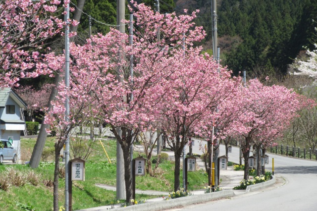 瀬見温泉の桜