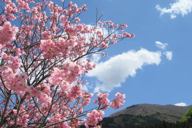 瀬見温泉　桜