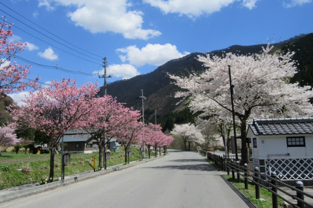 瀬見温泉　桜