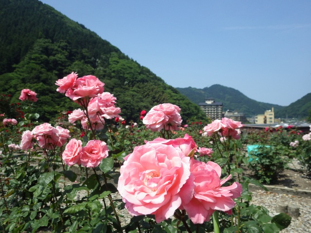 ばら園から温泉街を見渡す