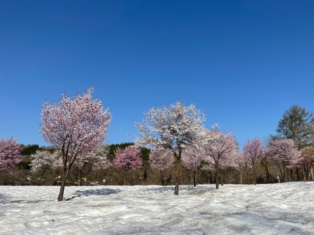 カンカネーノパークゴルフ場の雪上桜３
