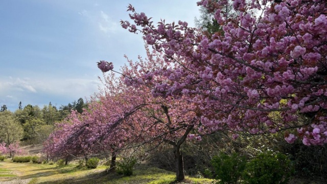いいでどんでん平ゆり園の桜