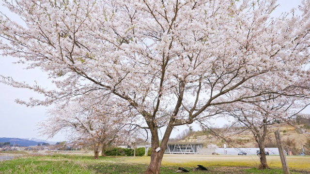 春は桜が景観を彩ります