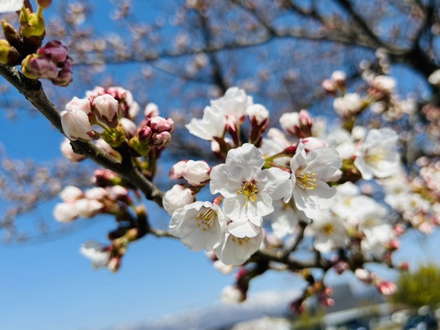 白つつじ公園の桜