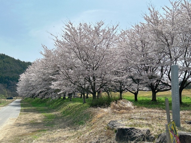 最上川ビューポイント(最上川発祥の地)の桜並木