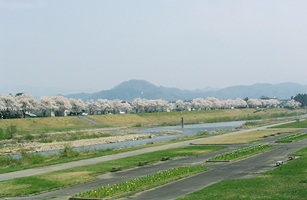 松川河川敷の桜