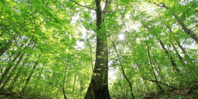 ブナの森　温身平（ぬくみだいら）森林セラピー®基地でマザー…