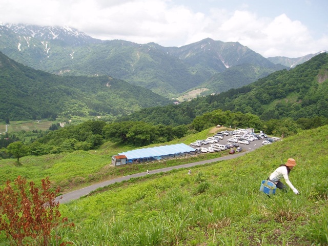 絶景の中で「わらび採り」&「マタギ文化」を知る旅 in おぐに