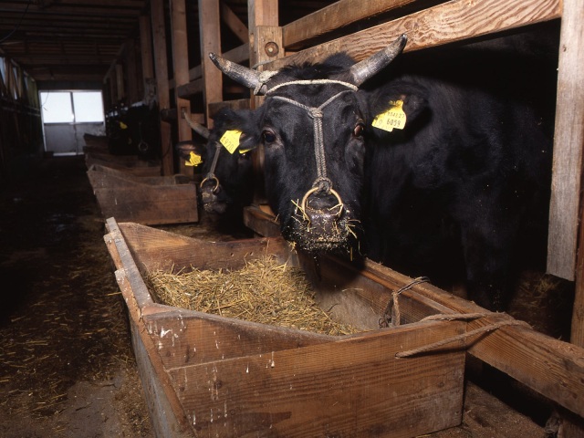 山形県「やまがたの広報写真ライブラリー」より