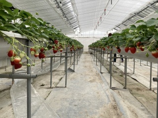 ストロベリーファーム