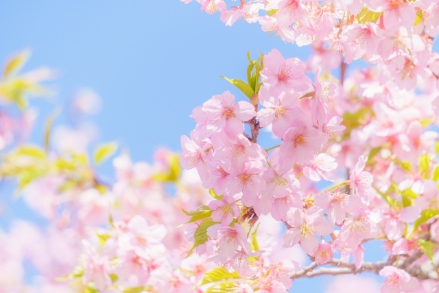 桜の名所・春まつり