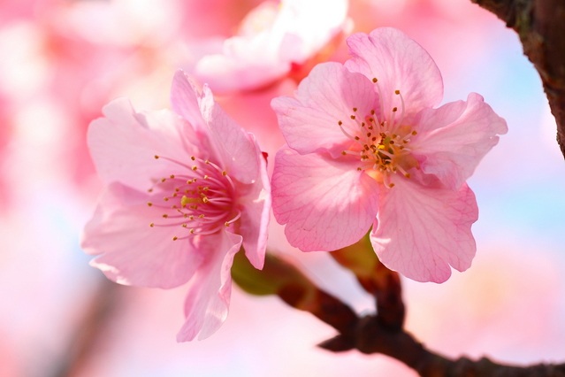 Well-known cherry blossom spots