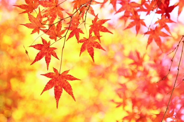 Well-known autumn leaves spots