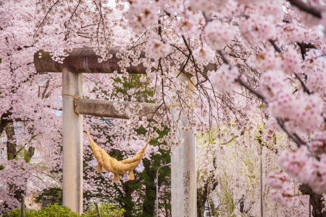 櫻花宣告春天到來、花草樹木漸開枝芽，在大自然中吸收純淨氣息，恢復能量。