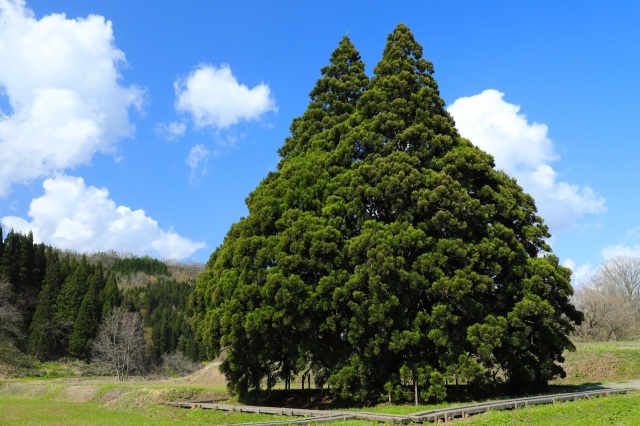 その姿から「トトロの木」と呼ばれる天然杉