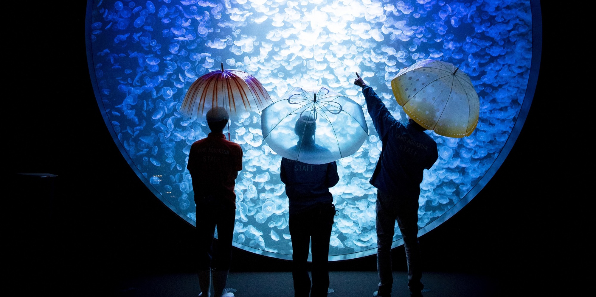 吉尼斯世界纪录！世界第一的“水母水族馆”