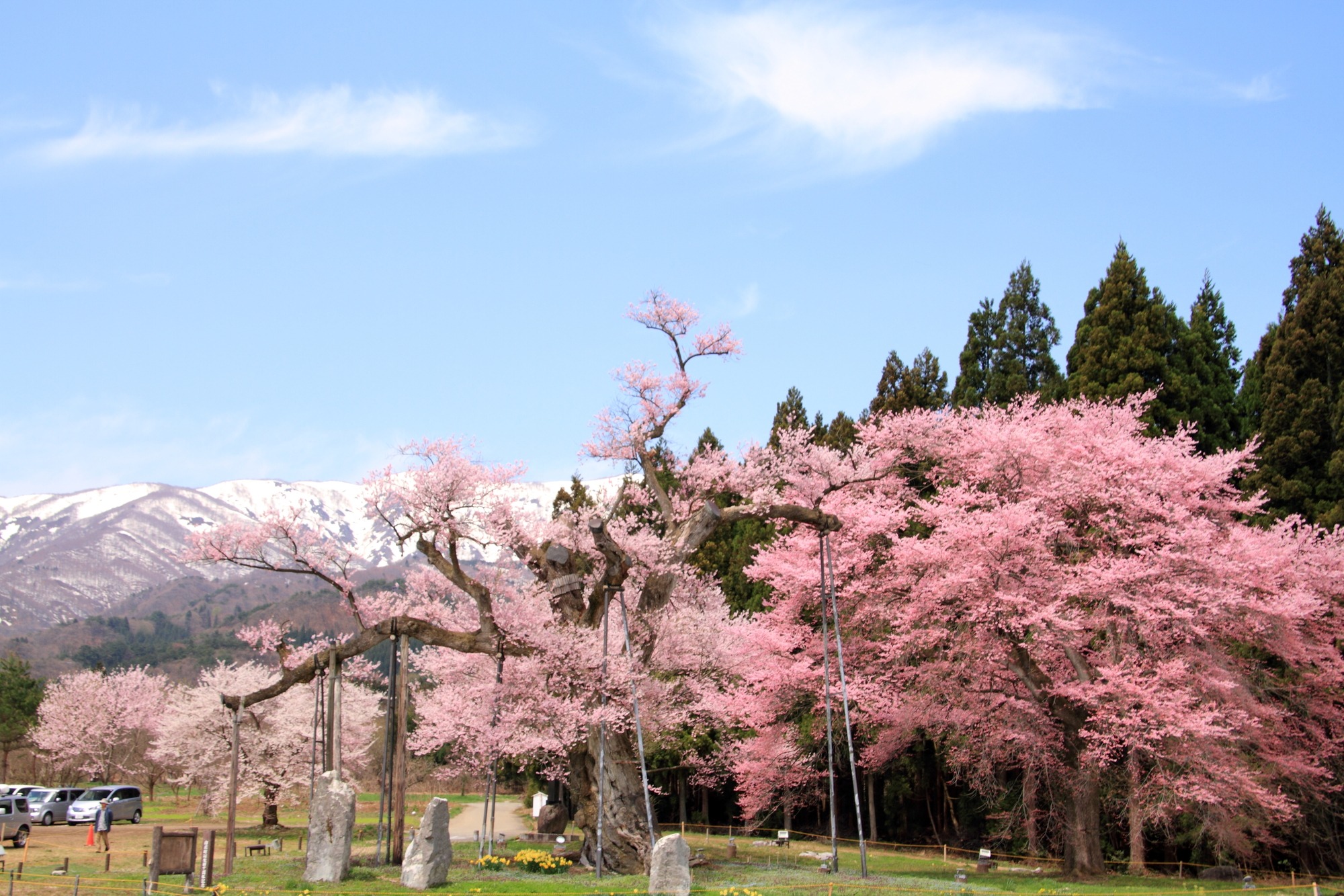 残雪残る山々と鮮やかな桜が奏でる美景観