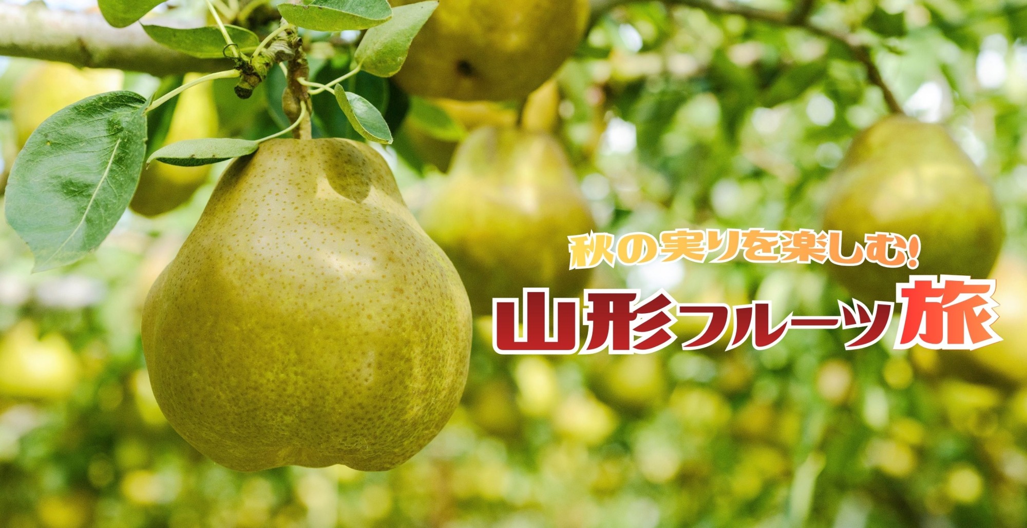 新しい特集記事を更新しました！