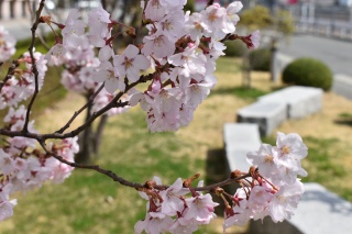山形市内の桜開花状況です（4月11日時点）