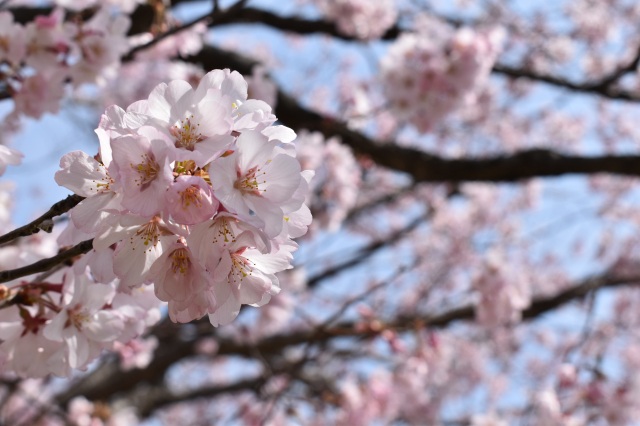 山形市内の桜開花状況です（4月11日時点）